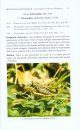 A Pictorial Handbook on Grasshoppers of Western Himalayas