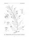 Flora del Valle de Tehuacán-Cuicatlán, Volume 91: Phyllonomaceae