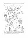 Flora del Valle de Tehuacán-Cuicatlán, Volume 93: Loasaceae