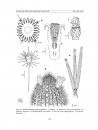 Flora del Valle de Tehuacán-Cuicatlán, Volume 95: Cactaceae