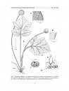 Flora del Valle de Tehuacán-Cuicatlán, Volume 96: Moraceae