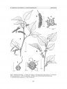 Flora del Valle de Tehuacán-Cuicatlán, Volume 96: Moraceae