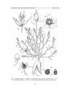 Flora del Valle de Tehuacán-Cuicatlán, Volume 103: Talinaceae