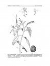 Flora del Valle de Tehuacán-Cuicatlán, Volume 105: Phytolacaceae