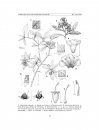 Flora del Valle de Tehuacán-Cuicatlán, Volume 110: Boraginaceae
