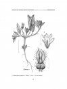 Flora del Valle de Tehuacán-Cuicatlán, Volume 110: Boraginaceae