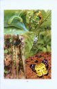 Atlas of Insects and Spiders of Buxa Tiger Reserve