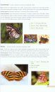 Butterflies and Moths of Pakke Tiger Reserve