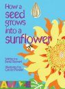 How a Seed Grows into a Sunflower