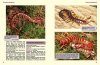Hundertfüßer: Lebensweise, Haltung, Nachzucht [Centipedes: Biology, Keeping, Breeding]