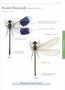 Guide to the Dragonflies and Damselflies of Ireland