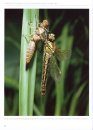 Guide to the Dragonflies and Damselflies of Ireland