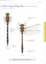 Guide to the Dragonflies and Damselflies of Ireland