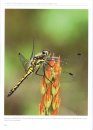 Guide to the Dragonflies and Damselflies of Ireland
