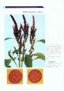 Color Atlas of Air-Borne Pollens and Plants in China [Chinese]