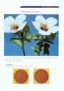 Color Atlas of Air-Borne Pollens and Plants in China [Chinese]
