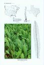 The Ferns and Lycophytes of Texas