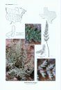 The Ferns and Lycophytes of Texas