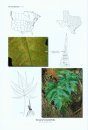 The Ferns and Lycophytes of Texas