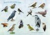 Let's Look for Garden Birds