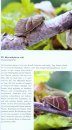 Die Nachtfalter Deutschlands: Ein Feldführer [The Moths of Germany: A Field Guide]