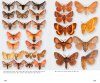 Die Nachtfalter Deutschlands: Ein Feldführer [The Moths of Germany: A Field Guide]