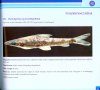 Coldwater Fishes of India