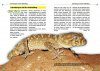 Der Grosse Raue Knopfschwanzgecko
