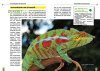 Das Pantherchamäleon: Furcifer pardalis [Panther Chameleon]