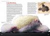 Weißbauchigel: Atelerix albiventris [Four-Toed Hedgehog]