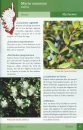 Guide de la Flore de Corse [Guide to the Flora of Corsica]