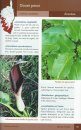 Guide de la Flore de Corse [Guide to the Flora of Corsica]
