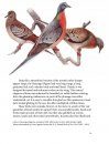 The Passenger Pigeon