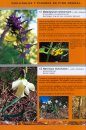 Guía Imprescindible de las Flores del Prepirineo y Tierras Vecinas [Essential Guide to Flowers of the Pre-Pyrenees and Neighboring Lands]
