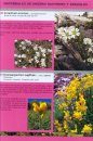 Guía Imprescindible de las Flores del Prepirineo y Tierras Vecinas [Essential Guide to Flowers of the Pre-Pyrenees and Neighboring Lands]