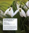 The Plant Lover's Guide to Snowdrops