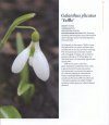 The Plant Lover's Guide to Snowdrops