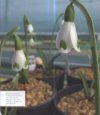 The Plant Lover's Guide to Snowdrops