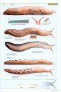Slugs of Britain and Ireland