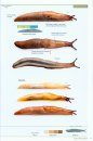 Slugs of Britain and Ireland