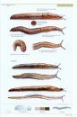 Slugs of Britain and Ireland