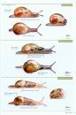 Slugs of Britain and Ireland: Identification, Understanding and Control ...