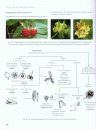 Understanding the Flowering Plants
