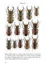 Stag Beetles of China, Volume 1