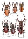 Stag Beetles of China, Volume 2