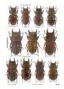 Stag Beetles of China, Volume 2
