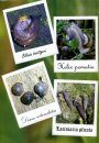 Vyznachnyk Nazemnykh Moliuskiv Ukrainy [Guide to the Land Snails of the Ukraine]
