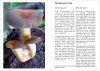 Australian Subtropical Fungi