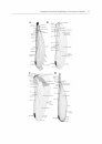 Comparative Functional Morphology of Vein Joints in Odonata