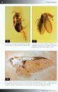Fossil Insects